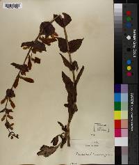 Penstemon murrayanus image