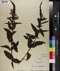 Veronica spicata image