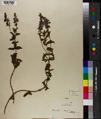 Veronica spuria image