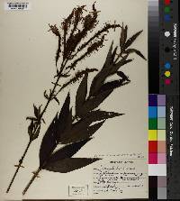 Veronicastrum virginicum image