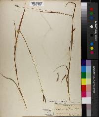 Image of Andropogon affinis