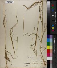 Bothriochloa erianthoides image