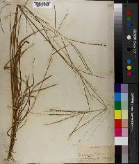 Panicum filiforme image