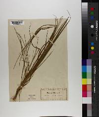 Panicum filiforme image