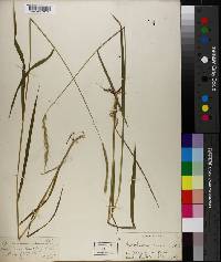 Elymus caninus image