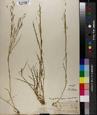Agrostis hyemalis image