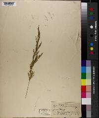 Agrostis pallens image