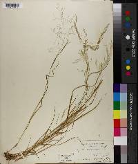 Agrostis perennans image