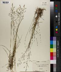 Agrostis perennans image