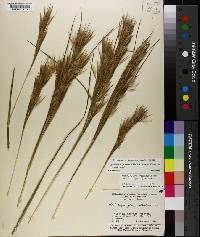 Andropogon glomeratus image