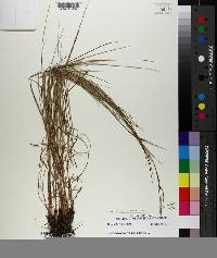 Schizachyrium tenerum image