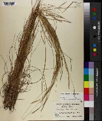 Schizachyrium tenerum image