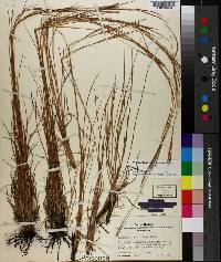 Schizachyrium tenerum image