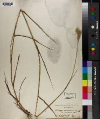 Bothriochloa saccharoides image