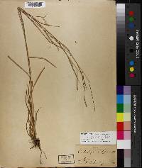 Schizachyrium sanguineum image