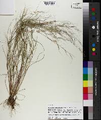 Aristida ramosissima image