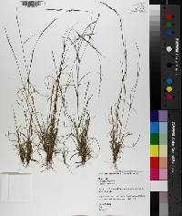 Aristida dichotoma image