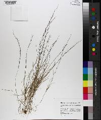 Aristida longespica image