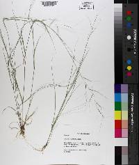 Aristida oligantha image