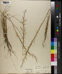 Aristida purpurascens image