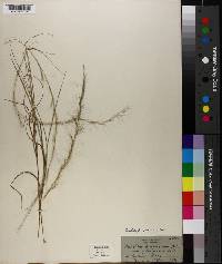 Aristida purpurascens image