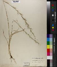 Aristida purpurascens image