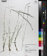 Aristida stricta image