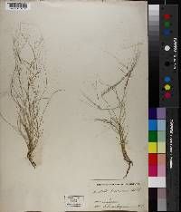 Aristida adscensionis image