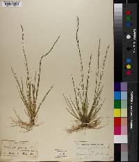 Aristida longespica image