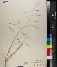 Aristida humboldtiana image