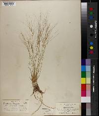 Aristida purpurea var. purpurea image