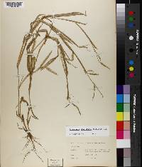 Urochloa platyphylla image