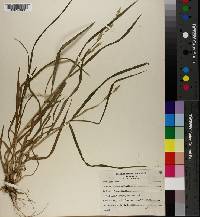 Bromus catharticus image