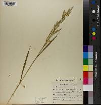 Bromus catharticus image