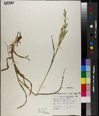 Bromus catharticus image