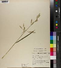 Bromus catharticus image