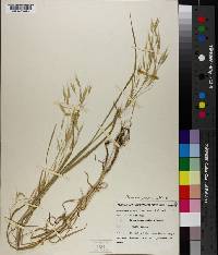 Bromus japonicus image