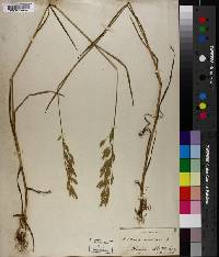 Bromus secalinus image