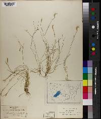 Chondrosum simplex image