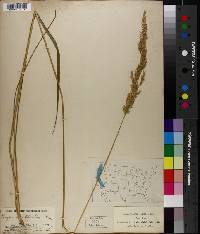 Calamagrostis aleutica image
