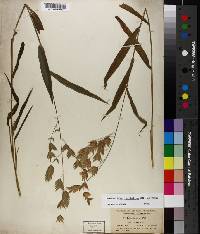 Chasmanthium latifolium image