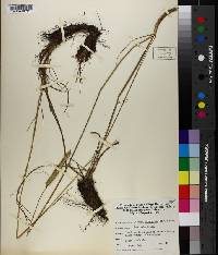 Ctenium aromaticum image