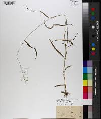 Dichanthelium dichotomum subsp. dichotomum image