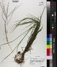 Digitaria filiformis image