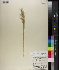 Echinochloa muricata image