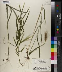 Elymus villosus image