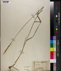 Elymus sibiricus image