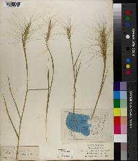 Elymus elymoides subsp. elymoides image