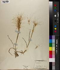 Elymus elymoides subsp. elymoides image