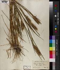 Elymus virginicus image